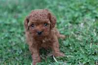 Cleo 3, a male Cavapoo for sale in Berryville, AR – Photo 3 of 8