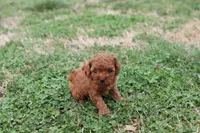 Cleo 3, a male Cavapoo for sale in Berryville, AR – Photo 8 of 8