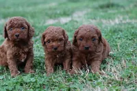 Cleo 3, a male Cavapoo for sale in Berryville, AR – Photo 7 of 8