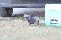 Blue & tan female , a male French Bulldog for sale in Berryville, AR – 5 of 10