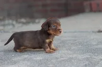 Sally long hair chocolate & tan , a female Miniature Dachshund for sale in Berryville, AR – 4 of 8