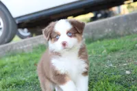 Sugar , a female Miniature Australian Shepherd for sale in Berryville, AR – 4 of 7