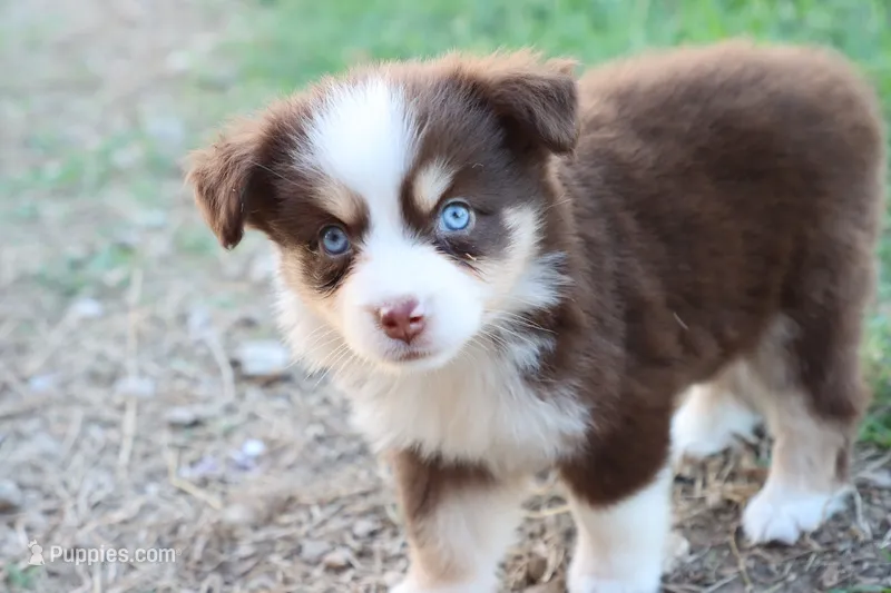 Summer red Tri  – Miniature Australian Shepherd puppy for sale in Berryville, AR
