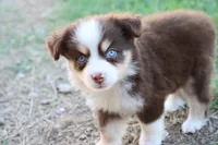 Summer red Tri , a female Miniature Australian Shepherd for sale in Berryville, AR – 1 of 9