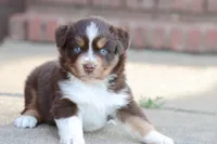 Sarah, a female Miniature Australian Shepherd for sale in Berryville, AR – 2 of 8