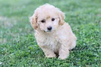 Patty 2 female, a female Poodle - Toy  for sale in Berryville, AR – Photo 3 of 7