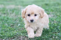 Patty 2 female, a female Poodle - Toy  for sale in Berryville, AR – Photo 5 of 7