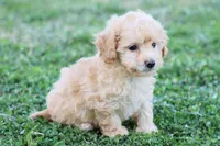 Patty 2 female, a female Poodle - Toy  for sale in Berryville, AR – Photo 2 of 7