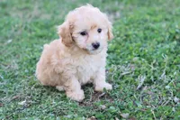 Patty 2 female, a female Poodle - Toy  for sale in Berryville, AR – Photo 7 of 7