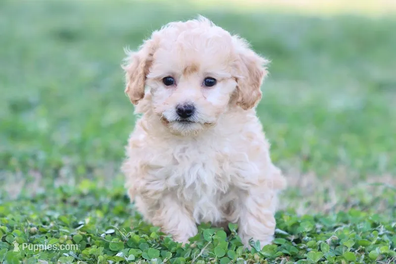 Patty 2 female – Poodle - Toy  puppy for sale in Berryville, AR