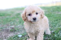 Patty 2 female, a female Poodle - Toy  for sale in Berryville, AR – Photo 4 of 7