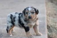 Clem blue merle, a male Miniature Australian Shepherd for sale in Berryville, AR – 5 of 7