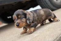 Kade silver dapple, a male Miniature Dachshund for sale in Berryville, AR – 7 of 7