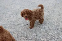 Gus, a male Poodle - Toy  for sale in Berryville, AR – 5 of 6