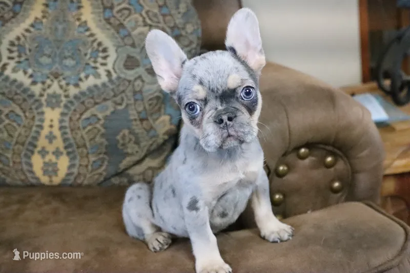 Blue Merle & Tan – French Bulldog puppy for sale in Berryville, AR