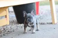 Blue & tan female , a male French Bulldog for sale in Berryville, AR – 6 of 10