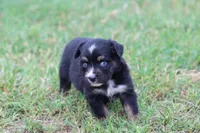 Clementine Black Tri , a female Miniature Australian Shepherd for sale in Berryville, AR – 5 of 7