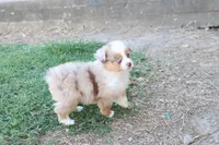 Steve red merle , a male Miniature Australian Shepherd for sale in Berryville, AR – 3 of 7