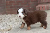 Clem red Tri , a male Miniature Australian Shepherd for sale in Berryville, AR – 9 of 9