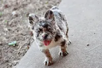 Dj, a male French Bulldog for sale in Berryville, AR – Photo 3 of 7