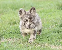 Dj, a male French Bulldog for sale in Berryville, AR – Photo 6 of 7