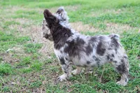 Dj, a male French Bulldog for sale in Berryville, AR – Photo 5 of 7