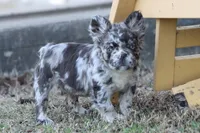 Dj, a male French Bulldog for sale in Berryville, AR – Photo 1 of 7
