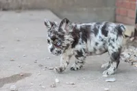 Dj, a male French Bulldog for sale in Berryville, AR – Photo 4 of 7