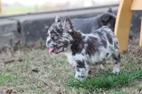 Dj, a male French Bulldog for sale in Berryville, AR – Photo 2 of 7