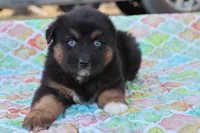 Wynona BTF, a female Miniature Australian Shepherd for sale in Berryville, AR – Photo 6 of 6