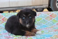 Wynona BTF, a female Miniature Australian Shepherd for sale in Berryville, AR – Photo 4 of 6