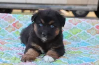 Wynona BTF, a female Miniature Australian Shepherd for sale in Berryville, AR – Photo 3 of 6