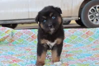Wynona BTF, a female Miniature Australian Shepherd for sale in Berryville, AR – Photo 2 of 6