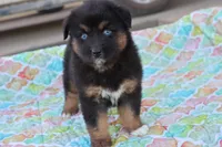 Wynona BTF, a female Miniature Australian Shepherd for sale in Berryville, AR – Photo 1 of 6