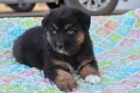 Wynona BTF, a female Miniature Australian Shepherd for sale in Berryville, AR – Photo 5 of 6