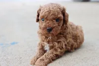 Steve, a male Poodle - Toy  for sale in Berryville, AR – 4 of 9