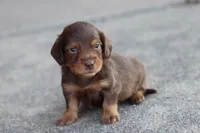 Sally long hair chocolate & tan , a female Miniature Dachshund for sale in Berryville, AR – 3 of 8