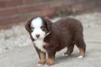 Clem red Tri , a male Miniature Australian Shepherd for sale in Berryville, AR – 7 of 9