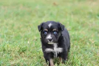 Clementine Black Tri , a female Miniature Australian Shepherd for sale in Berryville, AR – 7 of 7