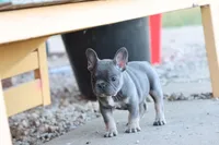 Blue & tan female , a male French Bulldog for sale in Berryville, AR – 2 of 10