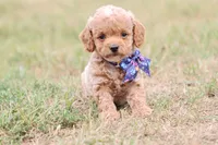 Gracie bleu, a female Miniature Goldendoodle for sale in Berryville, AR – 3 of 8