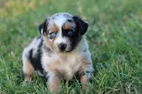 Clementine blue merle , a female Miniature Australian Shepherd for sale in Berryville, AR – 6 of 8