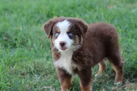 Clem red Tri , a male Miniature Australian Shepherd for sale in Berryville, AR – 4 of 8