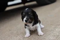 Katie , a female Miniature Dachshund for sale in Berryville, AR – 2 of 6