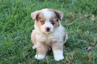 Stan Red merle male , a male Miniature Australian Shepherd for sale in Berryville, AR – 5 of 6
