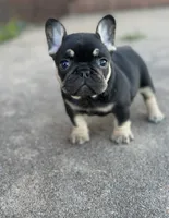 Debrah black & tan , a female French Bulldog for sale in Berryville, AR – 4 of 9