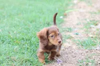 Sally long hair chocolate & tan , a female Miniature Dachshund for sale in Berryville, AR – 2 of 7