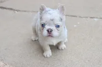 Stella, a female French Bulldog for sale in Berryville, AR – 4 of 7