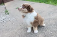 Red merle Cleo , a female Miniature Australian Shepherd for sale in Berryville, AR – 5 of 10