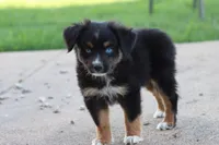 Clementine Black Tri , a female Miniature Australian Shepherd for sale in Berryville, AR – 1 of 7